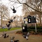 Bilder fra en formiddagsøkt i Argyle Park i London.