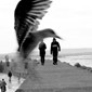 Villige fotoobjekter - fuglene i Essaouira