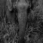Elefant på safari i Minneriya National Park.
