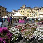 Blomstermarked på det gamle romerske forumet i Lucca